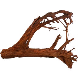 Papillon Racine de Mangrove XL (70 à 90 cm)