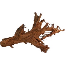 Papillon Racine de Mangrove XL (70 à 90 cm)