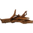 Papillon Mangrove S (15 à 25 cm)