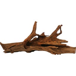 Papillon Mangrove S (15 à 25 cm)