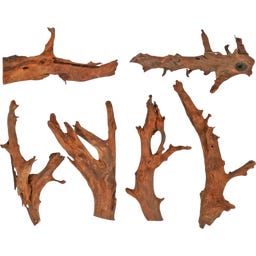 Papillon Mangrove S (15 à 25 cm)