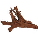 Papillon Mangroven-Wurzel Large (35-60 cm)