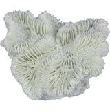 Europet Corail Fungia