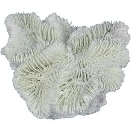 Europet Coral Fungia