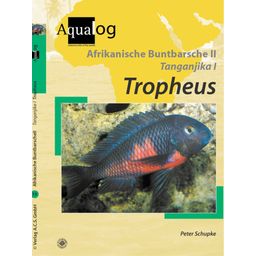 Afrikanische Buntbarsche 2. Tanganjika 1. Tropheus - 1 pcs