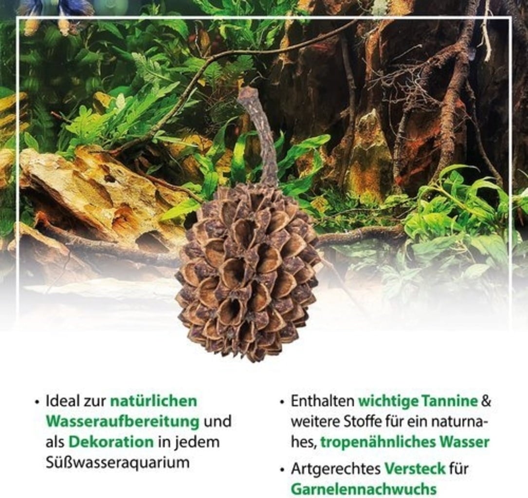 Aquarium Shrimp 05357 Natural Bioactive Botanicals 9 Casuarina Cones 5 Catappa Leaves | UAE Indian Almond Leaves